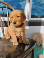 Junior , a male Border Collie and Golden Retriever for sale in Townsend, MT – 1 of 3