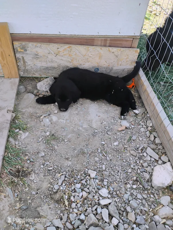 Felicia  – Border Collie, Golden Retriever puppy for sale in Townsend, MT