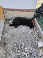 Felicia , a female Border Collie and Golden Retriever for sale in Townsend, MT – 1 of 5