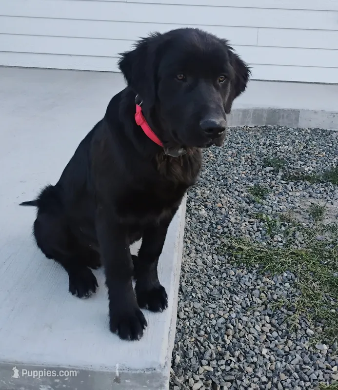 Harrison – Border Collie, Golden Retriever puppy for sale in Townsend, MT