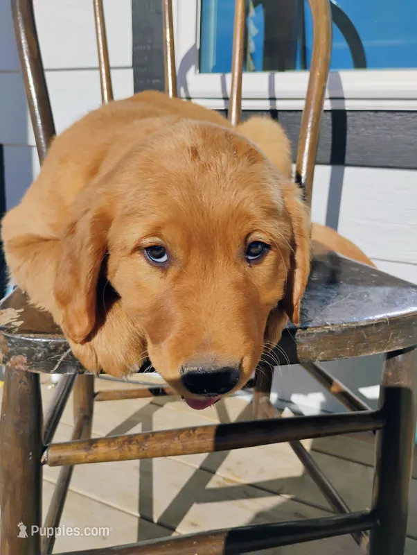 Junior  – Border Collie, Golden Retriever puppy for sale in Townsend, MT