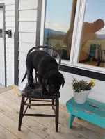 Harrison, a male Border Collie and Golden Retriever for sale in Townsend, MT – 2 of 8