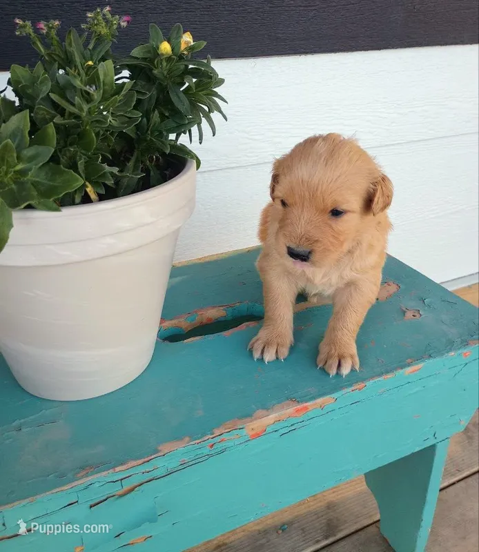 Goldilocks – Border Collie, Golden Retriever puppy for sale in Townsend, MT