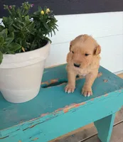 Goldilocks, a female Border Collie and Golden Retriever for sale in Townsend, MT – 1 of 4