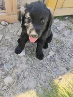Betty, a female Border Collie and Golden Retriever for sale in Townsend, MT – 2 of 6