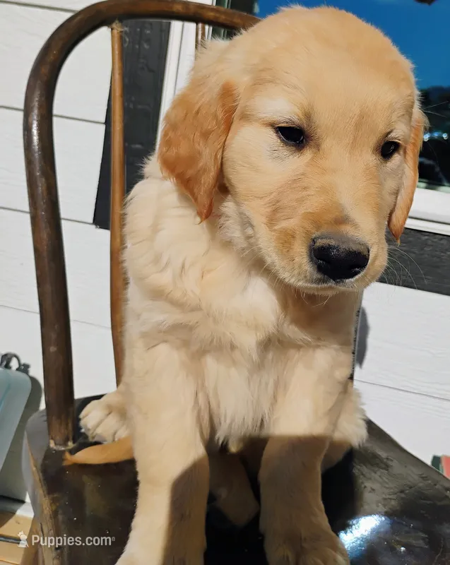 Junie – Border Collie, Golden Retriever puppy for sale in Townsend, MT