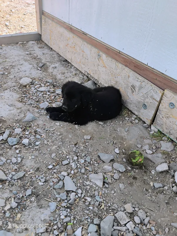 Harrison – Border Collie, Golden Retriever puppy for sale in Townsend, MT