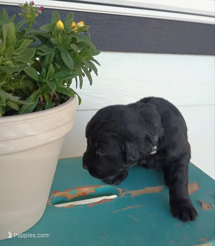 Betty – Border Collie, Golden Retriever puppy for sale in Townsend, MT