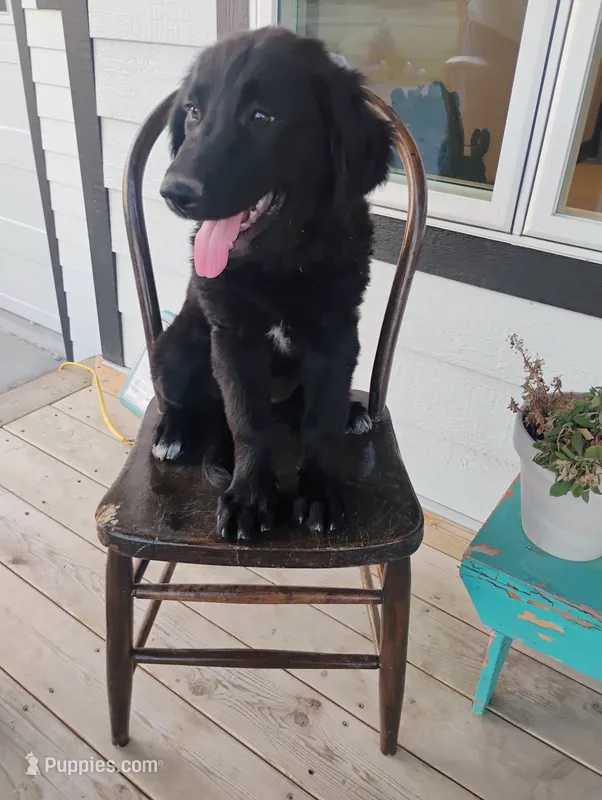 Felicia  – Border Collie, Golden Retriever puppy for sale in Townsend, MT