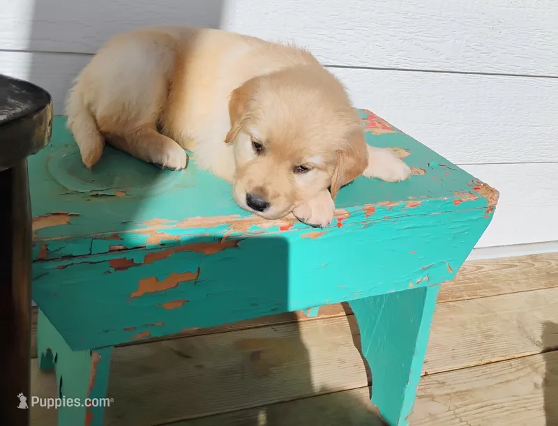 Irma – Border Collie, Golden Retriever puppy for sale in Townsend, MT