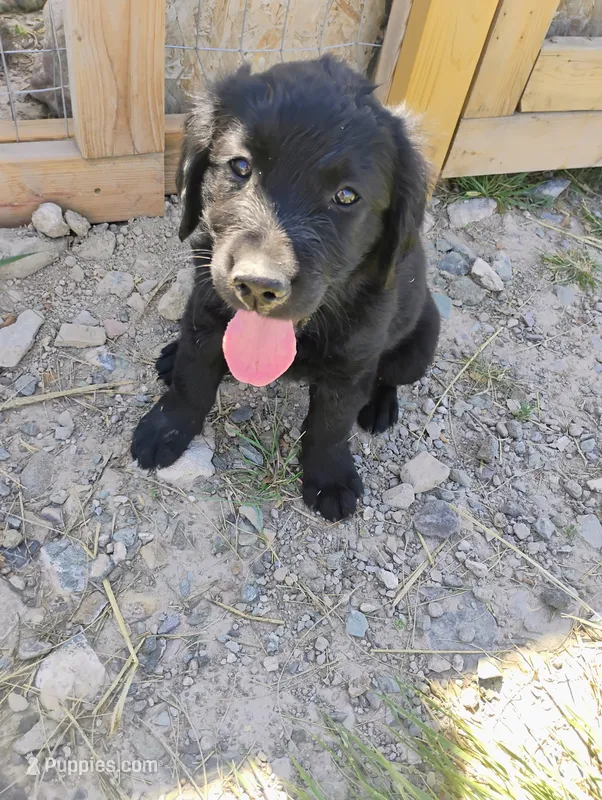 Betty – Border Collie, Golden Retriever puppy for sale in Townsend, MT