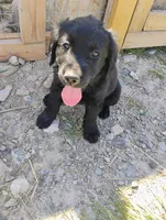 Betty, a female Border Collie and Golden Retriever for sale in Townsend, MT – 1 of 6