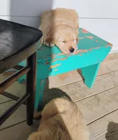 Junie, a female Border Collie and Golden Retriever for sale in Townsend, MT – 3 of 3