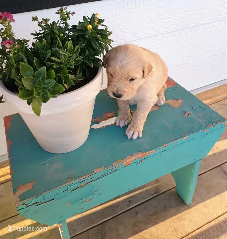 Barnie – Border Collie, Golden Retriever puppy for sale in Townsend, MT