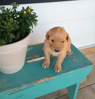 Goldilocks, a female Border Collie and Golden Retriever for sale in Townsend, MT – 2 of 4