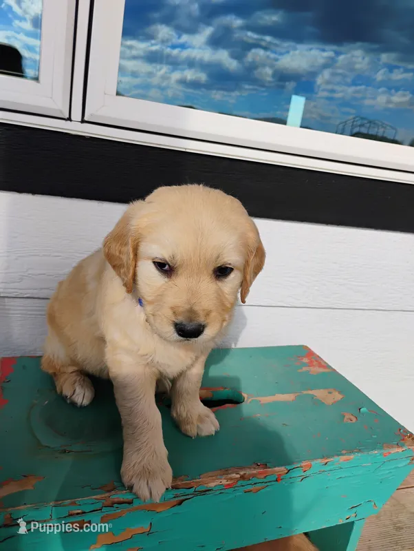 Ned – Border Collie, Golden Retriever puppy for sale in Townsend, MT