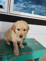Ned, a male Border Collie and Golden Retriever for sale in Townsend, MT – 1 of 2