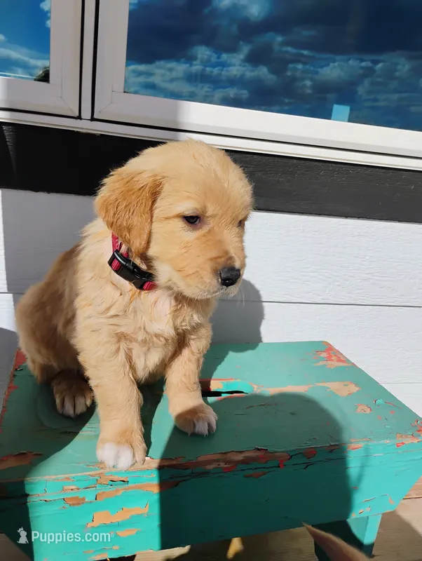 Greg – Border Collie, Golden Retriever puppy for sale in Townsend, MT