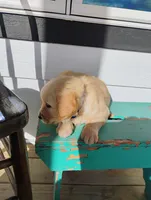 Ned, a male Border Collie and Golden Retriever for sale in Townsend, MT – 2 of 2