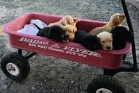 Harrison, a male Border Collie and Golden Retriever for sale in Townsend, MT – 4 of 4