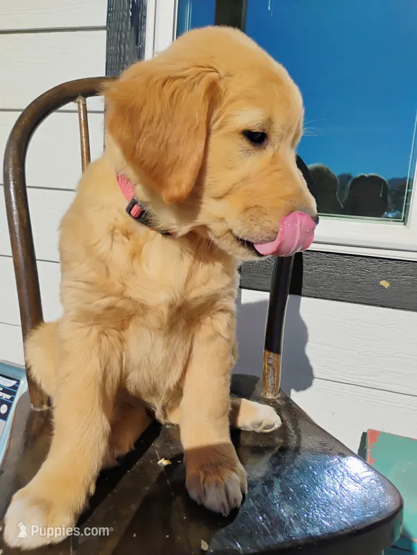 Greg – Border Collie, Golden Retriever puppy for sale in Townsend, MT