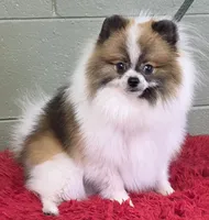 Bits, a male Pomeranian for sale in San Luis Obispo, CA – 6 of 10