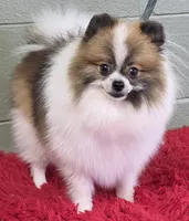Bits, a male Pomeranian for sale in San Luis Obispo, CA – 7 of 10