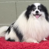 Dimitri, a male Pomeranian for sale in San Luis Obispo, CA – Photo 3 of 10