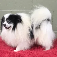 Dimitri, a male Pomeranian for sale in San Luis Obispo, CA – Photo 7 of 10