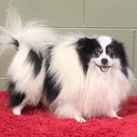 Dimitri, a male Pomeranian for sale in San Luis Obispo, CA – Photo 9 of 10