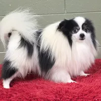 Dimitri, a male Pomeranian for sale in San Luis Obispo, CA – Photo 10 of 10