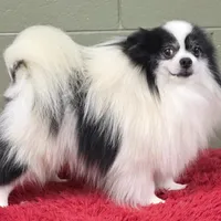 Dimitri, a male Pomeranian for sale in San Luis Obispo, CA – Photo 1 of 10