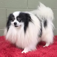 Dimitri, a male Pomeranian for sale in San Luis Obispo, CA – Photo 4 of 10