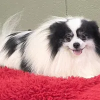 Dimitri, a male Pomeranian for sale in San Luis Obispo, CA – Photo 2 of 10