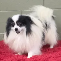 Dimitri, a male Pomeranian for sale in San Luis Obispo, CA – Photo 6 of 10