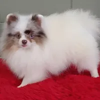 Marley, a male Pomeranian for sale in San Luis Obispo, CA – Photo 1 of 9