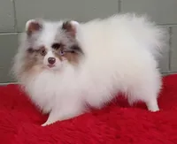 Marley, a male Pomeranian for sale in San Luis Obispo, CA – Photo 1 of 9