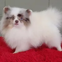 Marley, a male Pomeranian for sale in San Luis Obispo, CA – Photo 7 of 9