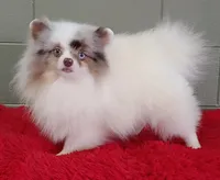 Marley, a male Pomeranian for sale in San Luis Obispo, CA – Photo 7 of 9