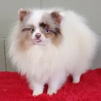 Marley, a male Pomeranian for sale in San Luis Obispo, CA – Photo 3 of 9