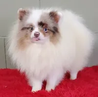 Marley, a male Pomeranian for sale in San Luis Obispo, CA – Photo 3 of 9