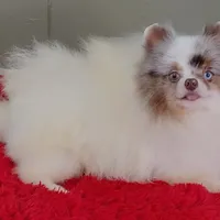 Marley, a male Pomeranian for sale in San Luis Obispo, CA – Photo 6 of 9