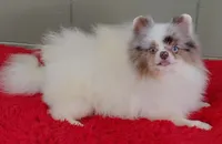 Marley, a male Pomeranian for sale in San Luis Obispo, CA – Photo 6 of 9