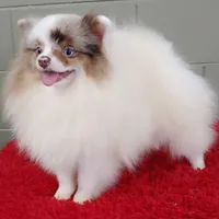 Marley, a male Pomeranian for sale in San Luis Obispo, CA – Photo 8 of 9