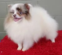 Marley, a male Pomeranian for sale in San Luis Obispo, CA – Photo 8 of 9