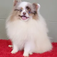 Marley, a male Pomeranian for sale in San Luis Obispo, CA – Photo 4 of 9