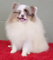 Marley, a male Pomeranian for sale in San Luis Obispo, CA – Photo 4 of 9