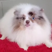 Marley, a male Pomeranian for sale in San Luis Obispo, CA – Photo 9 of 9