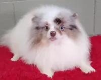 Marley, a male Pomeranian for sale in San Luis Obispo, CA – Photo 9 of 9