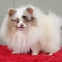 Marley, a male Pomeranian for sale in San Luis Obispo, CA – Photo 2 of 9